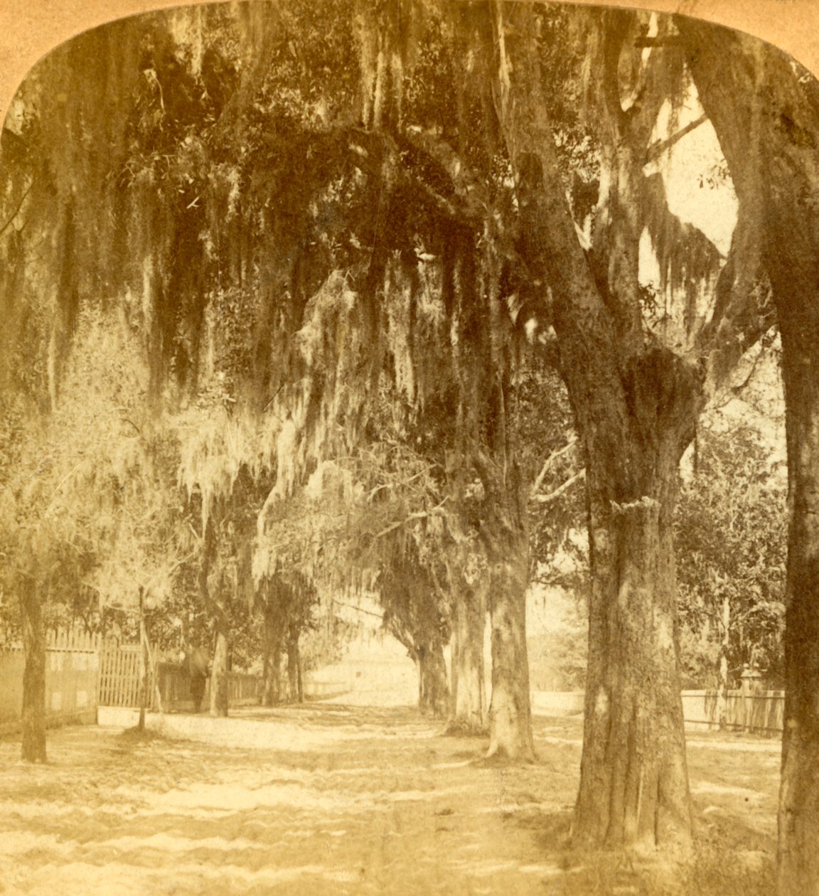 Entrée de Saint-Augustin, Floride, États-Unis, 1901 - J. F. Jarvis