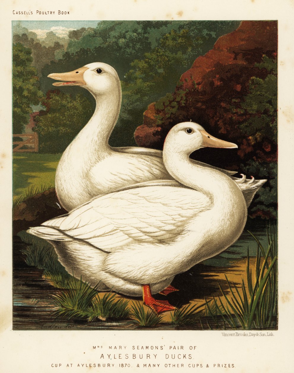 Canards d