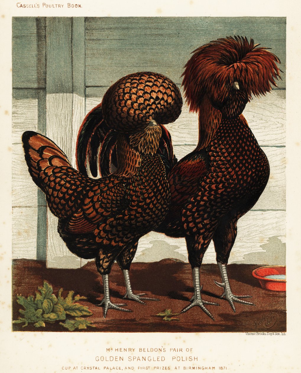 Coq et poule polonais dorés tachetés - J. W. (after) Ludlow