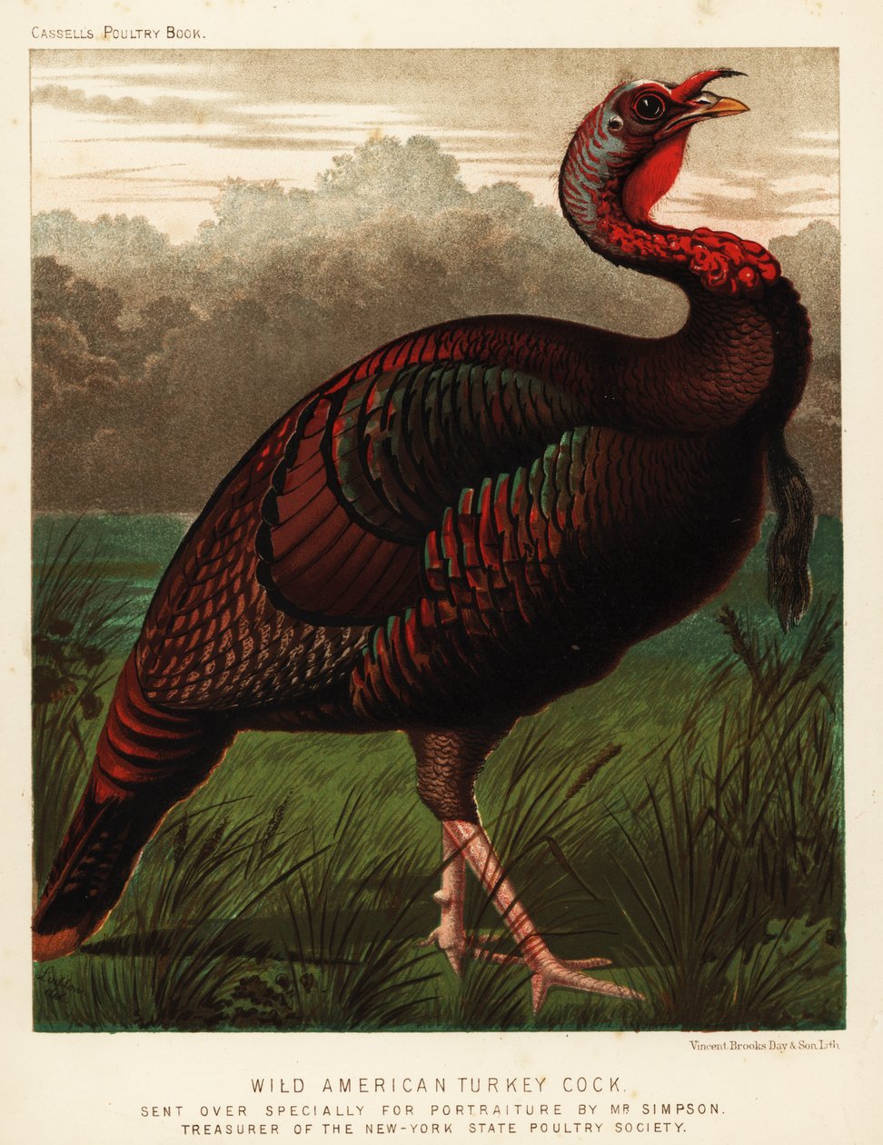 Dindon sauvage américain, Meleagris gallopavo - J. W. (after) Ludlow
