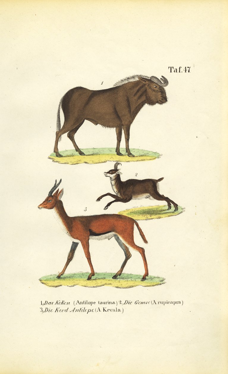 La faune africaine - J. W. Tenhaeff