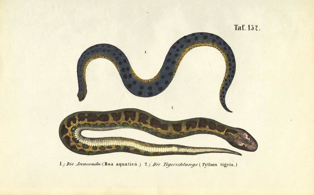 Anaconda et python indien - J. W. Tenhaeff