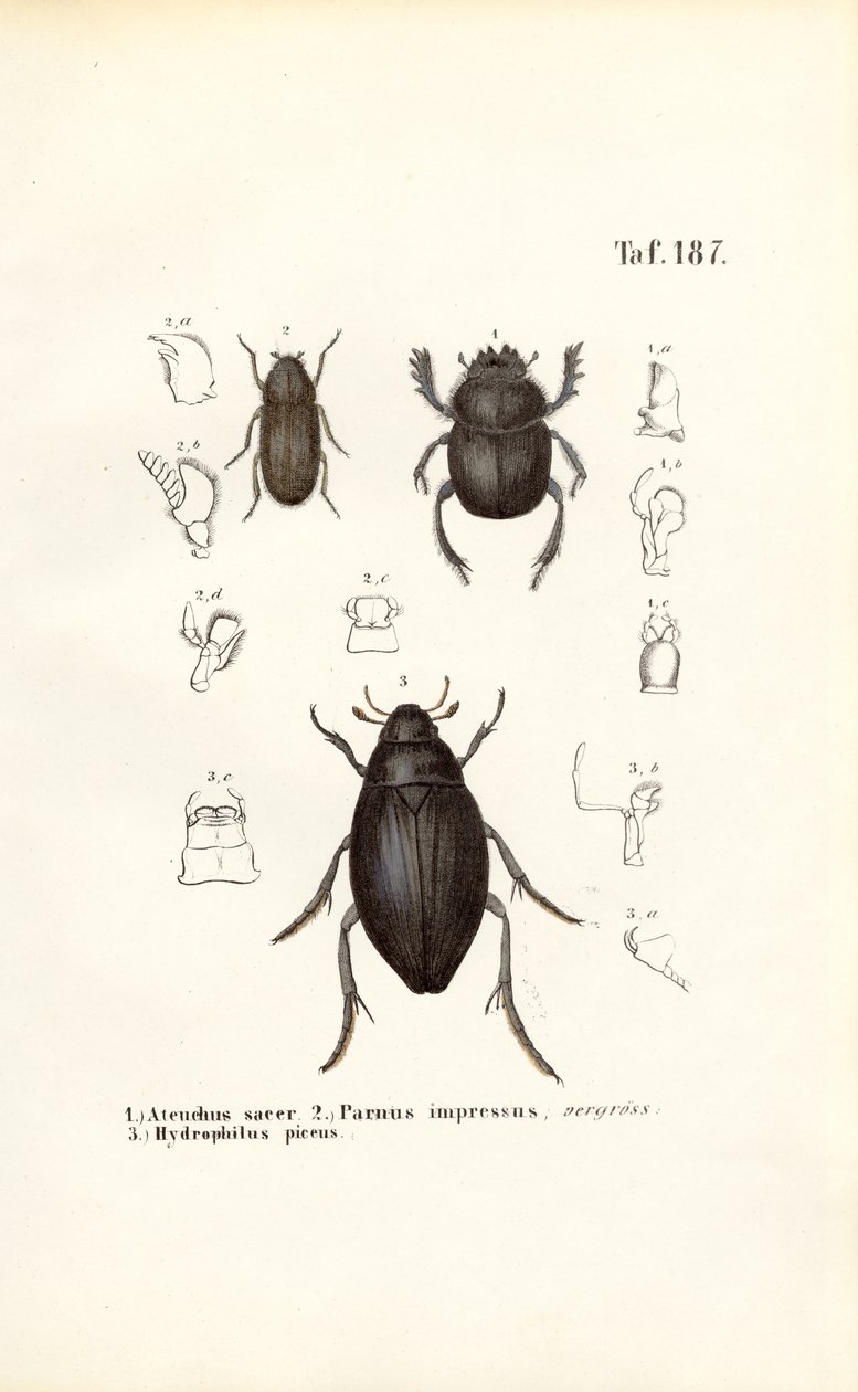 Coléoptères des familles Scarabaeidae et Hydrophilidae avec détails anatomiques - J. W. Tenhaeff