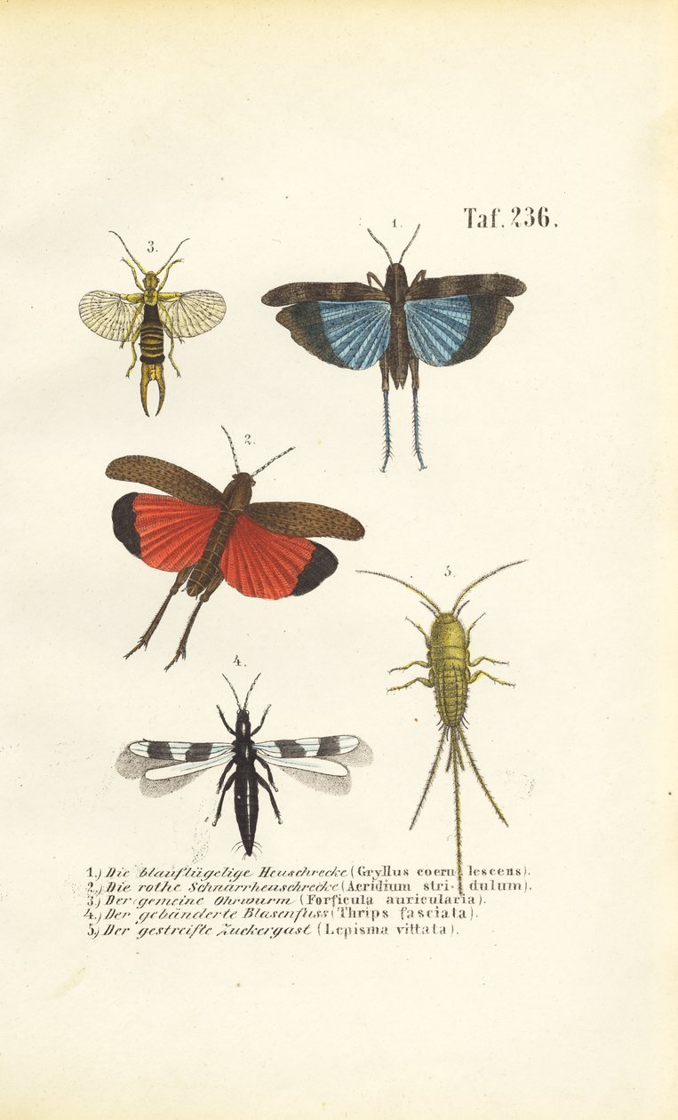 Sauterelle à ailes bleues, Sauterelle à ailes rouges et autres insectes - J. W. Tenhaeff