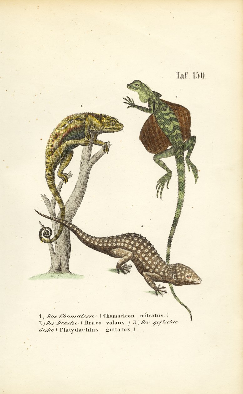 Caméléon, dragon volant et gecko tokay - J. W. Tenhaeff