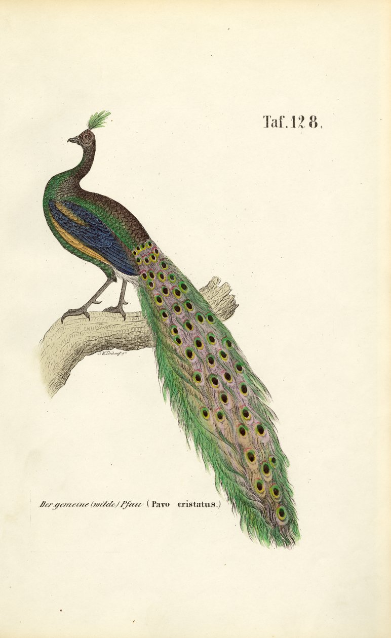 Pintade commune - J. W. Tenhaeff