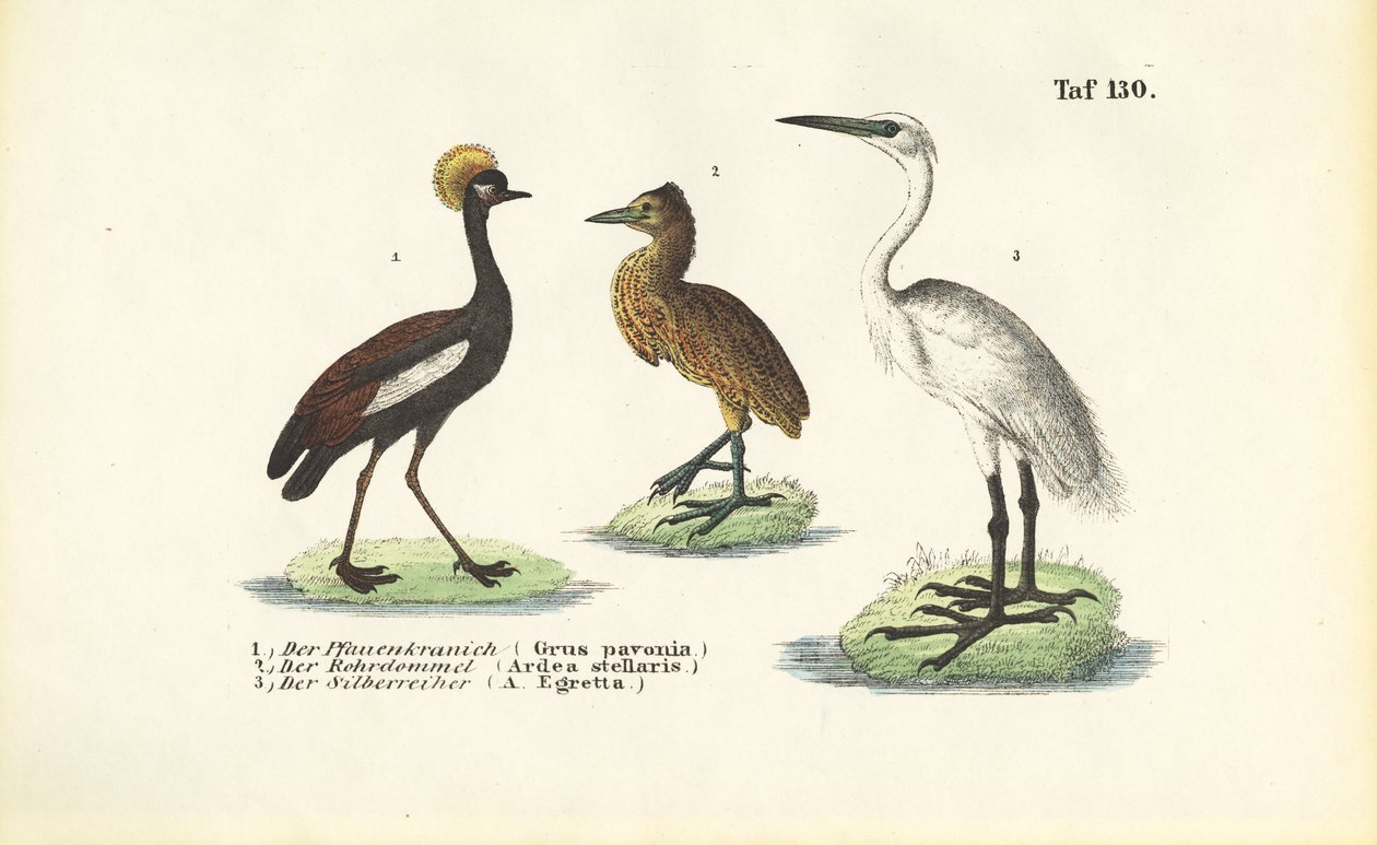 Grues et hérons - J. W. Tenhaeff