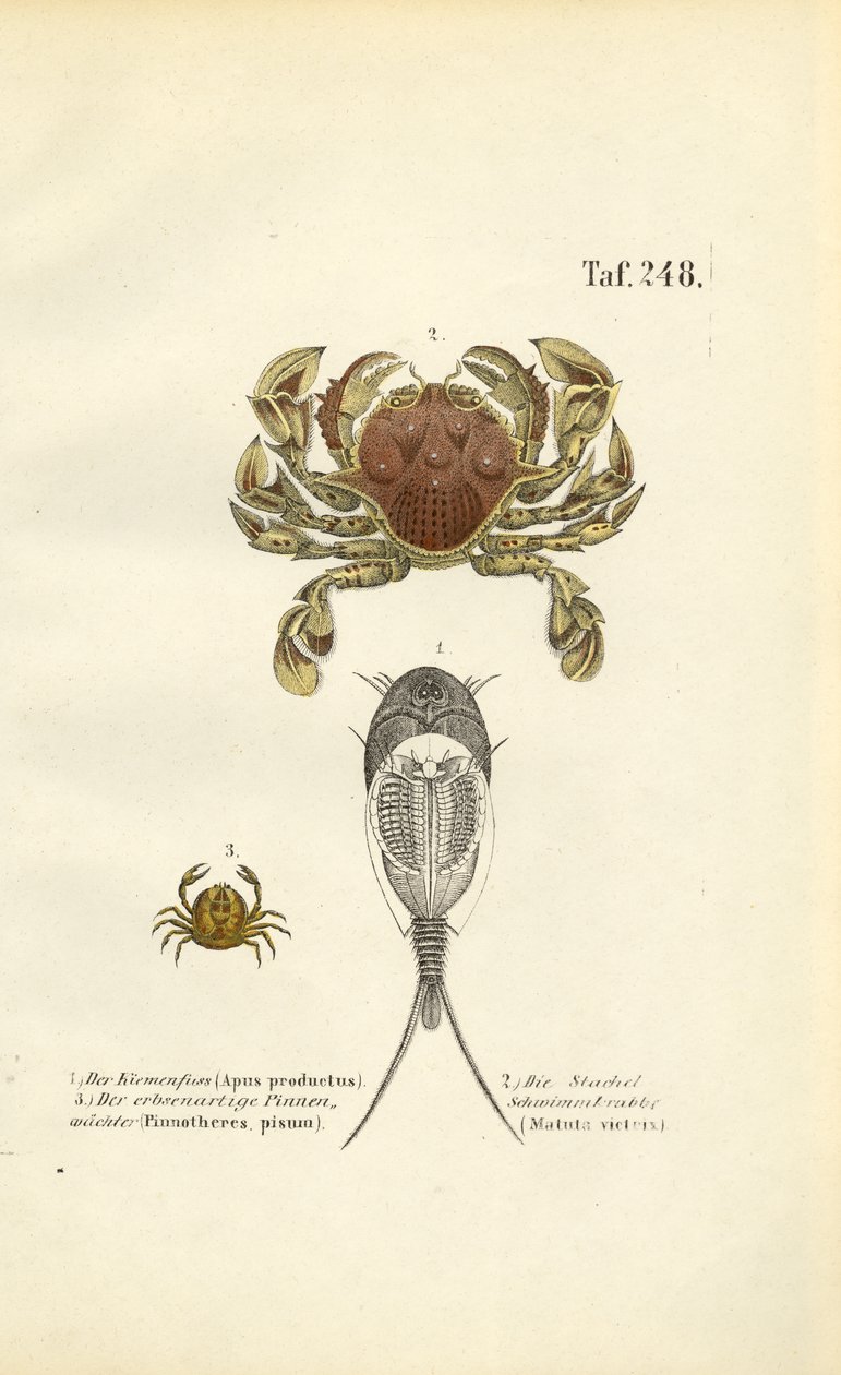 Crustacés et crevettes têtards - J. W. Tenhaeff