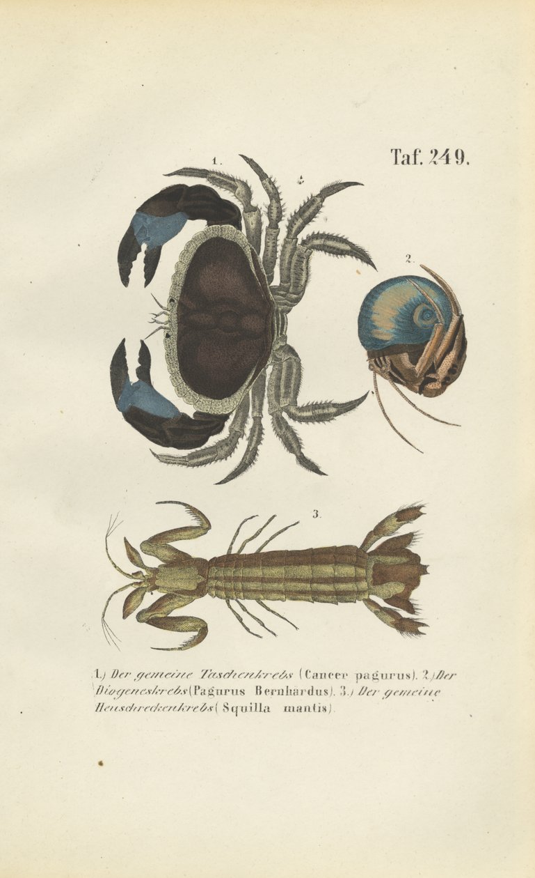 Différentes espèces de crustacés marins - J. W. Tenhaeff