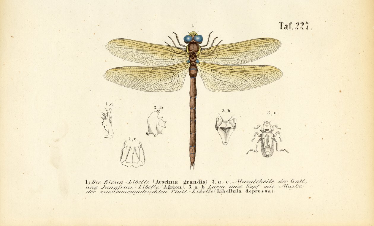 Libellules avec leurs pièces buccales et leurs larves - J. W. Tenhaeff