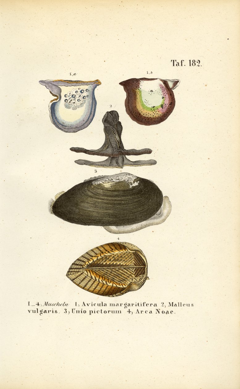 Espèces de moules d