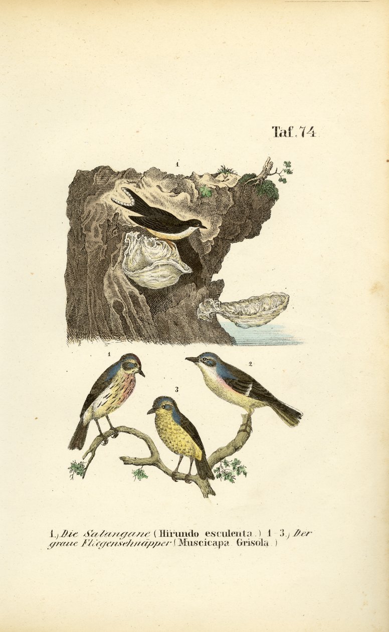 Martinets et moucherolles tachetés à nid comestible - J. W. Tenhaeff
