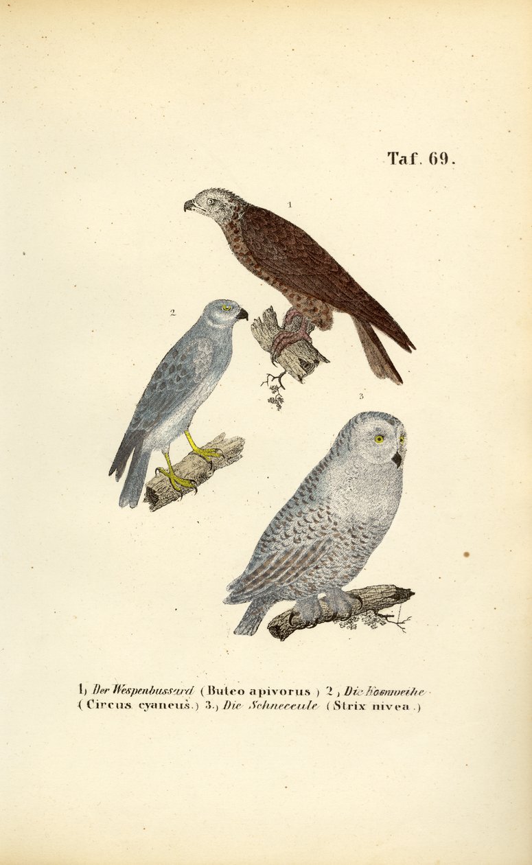 Oiseaux de proie et hiboux européens - J. W. Tenhaeff