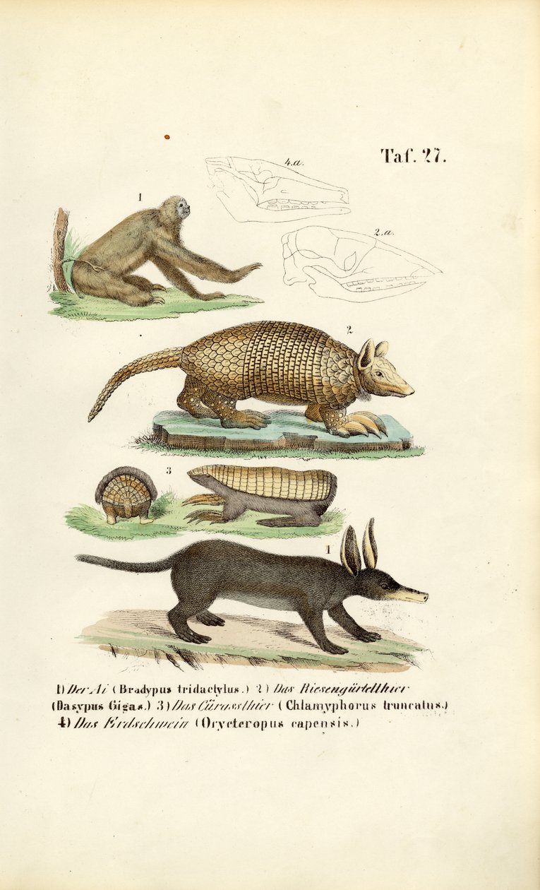 Mammifères exotiques de la région néotropicale — free download