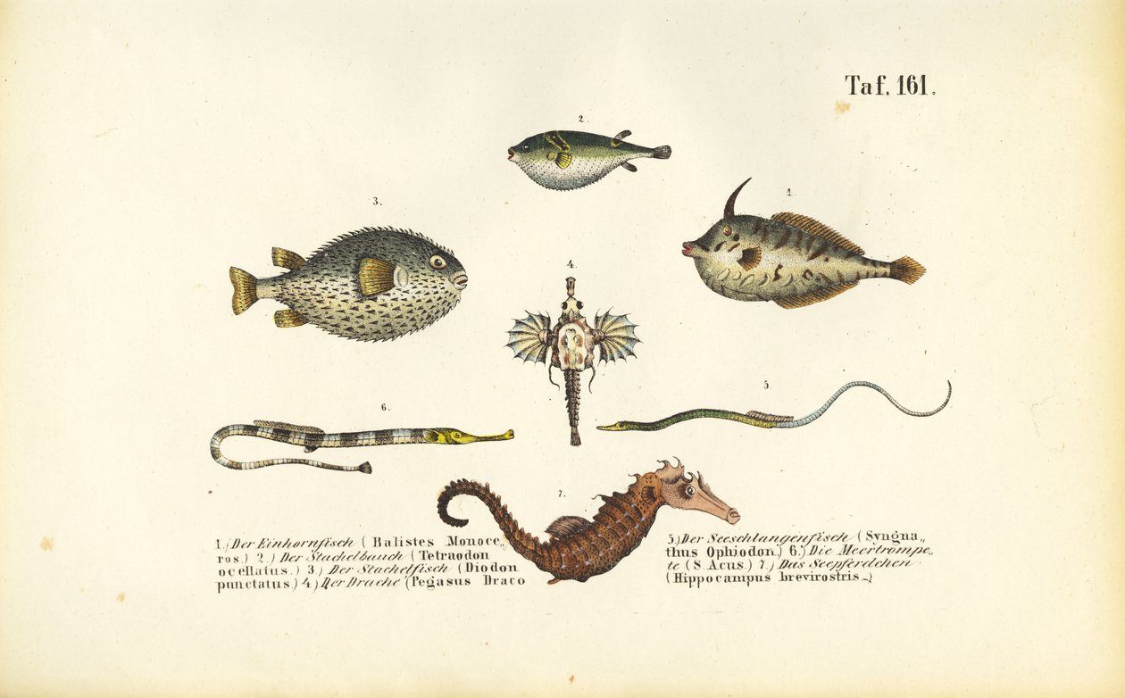 Poissons marins exotiques et hippocampe - J. W. Tenhaeff