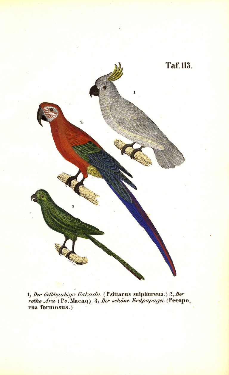 Espèces de perroquets exotiques - J. W. Tenhaeff