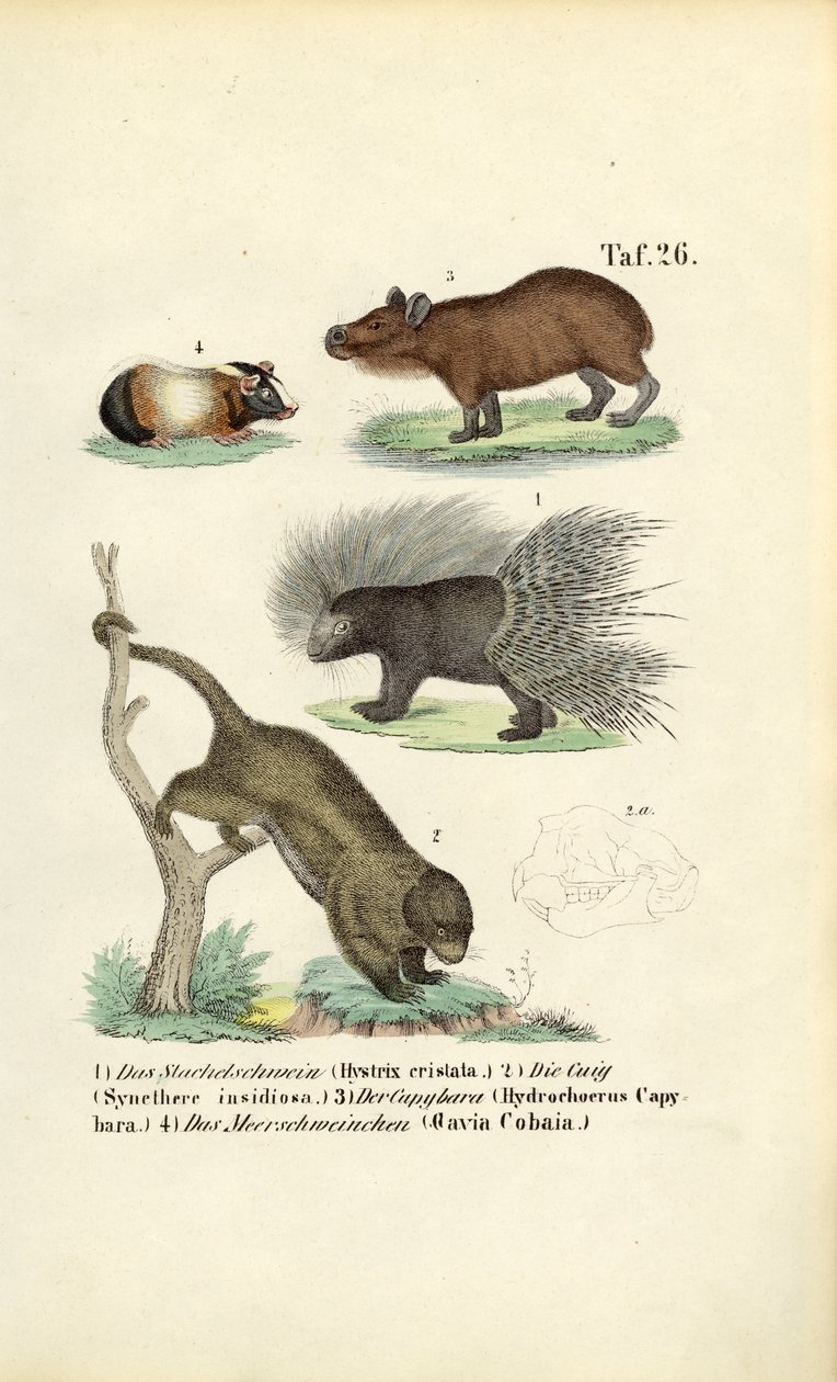 Rongeurs exotiques - J. W. Tenhaeff