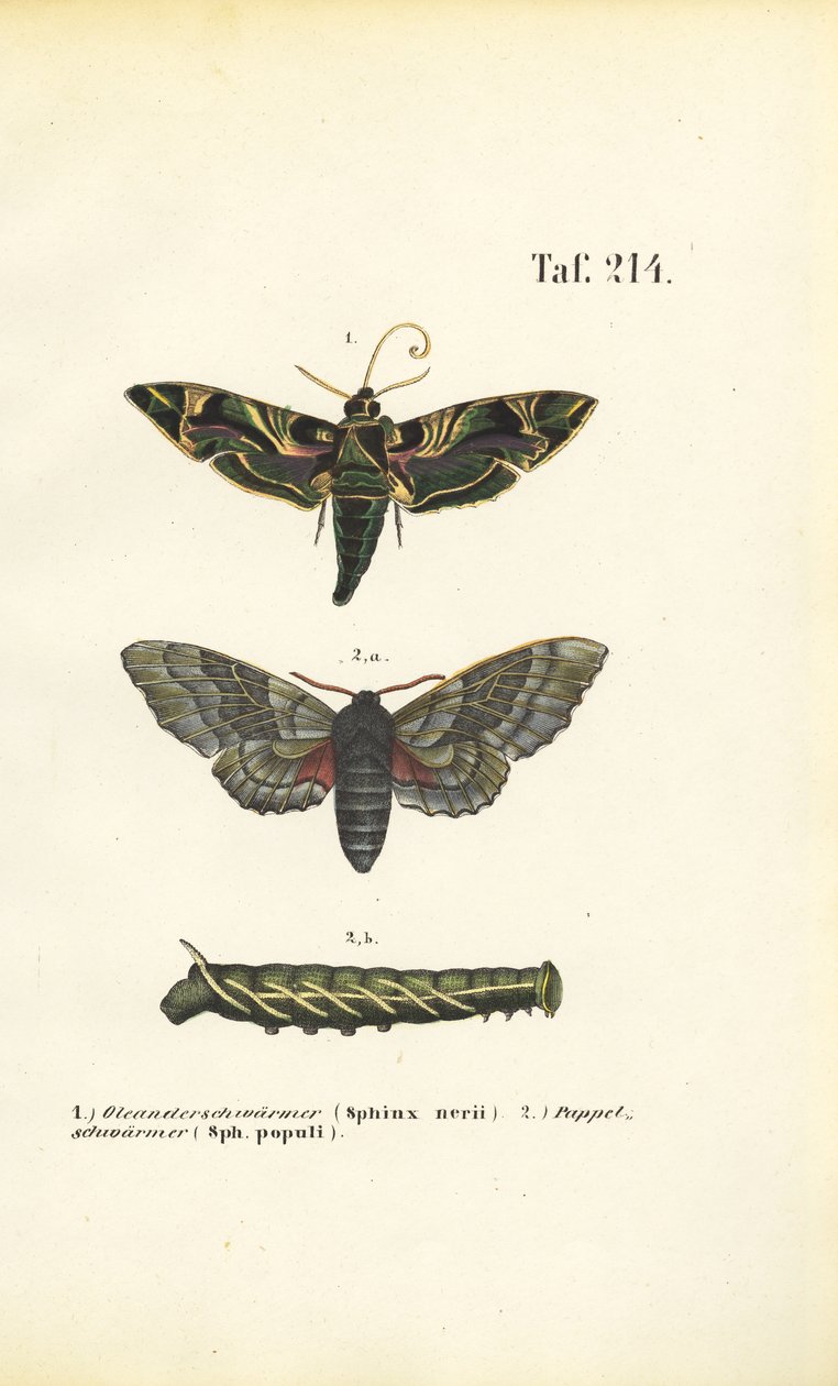 Papillons de nuit exotiques et indigènes - J. W. Tenhaeff