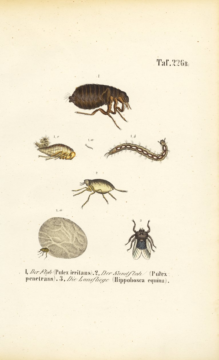 Puce, puce de sable et mouche du coche avec stades de développement - J. W. Tenhaeff