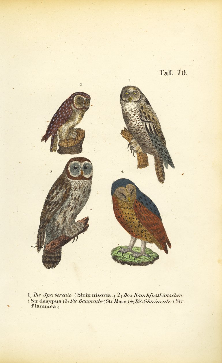 Quatre espèces de hiboux européens - J. W. Tenhaeff