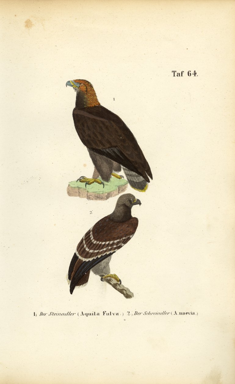 Aigle royal et aigle pomarin - J. W. Tenhaeff