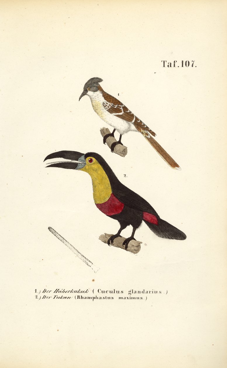 Coucou tacheté et toucan - J. W. Tenhaeff