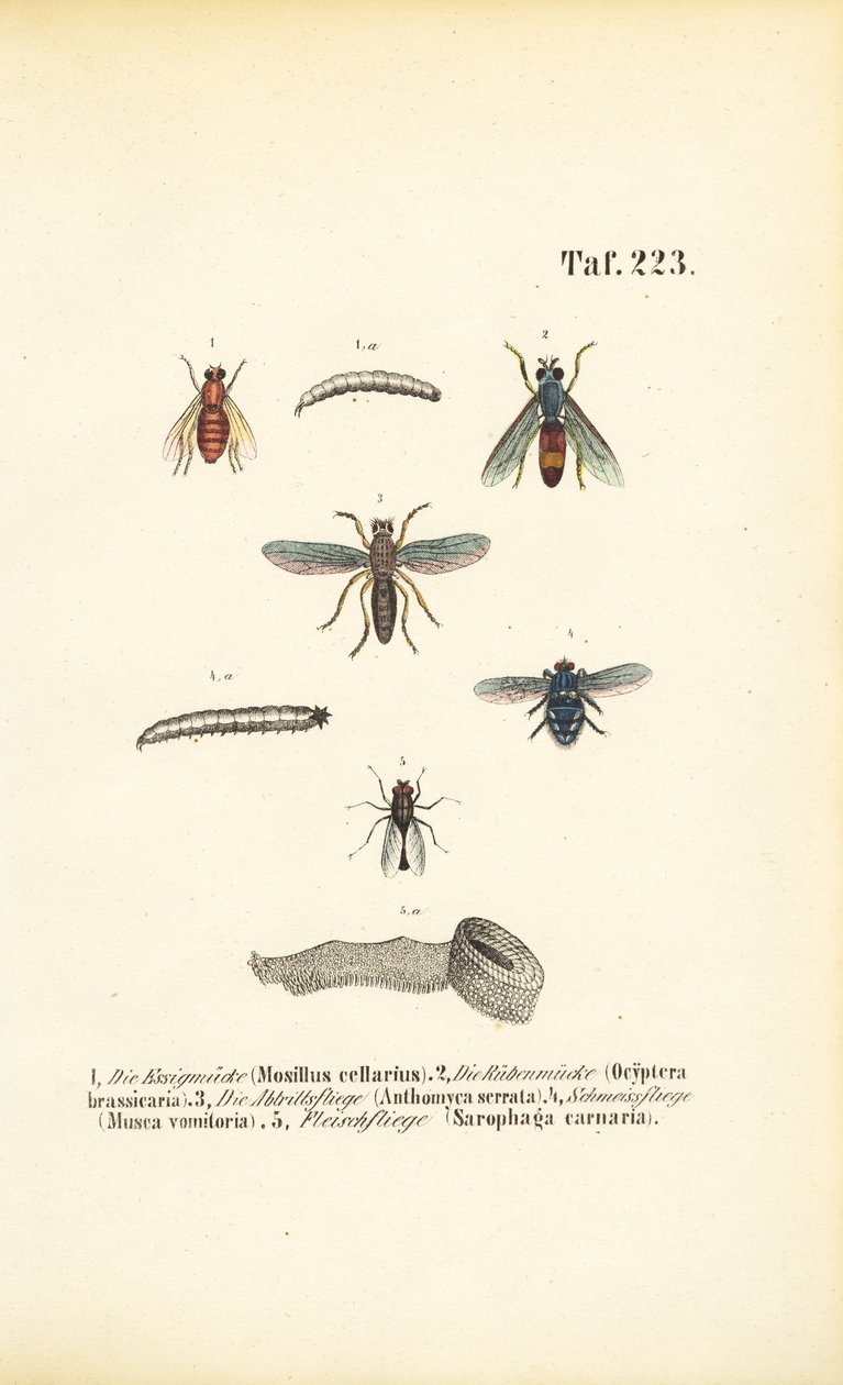 Espèces de mouches nuisibles et leurs larves - J. W. Tenhaeff