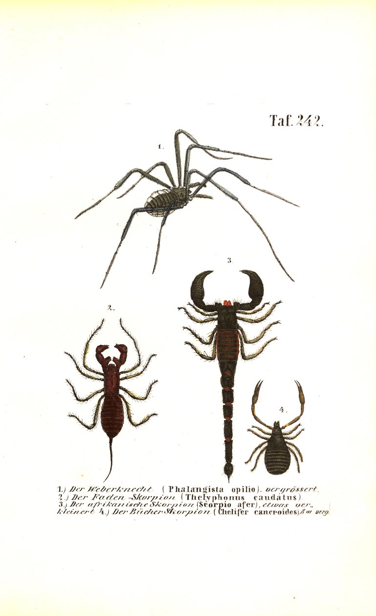 Harvestman et Scorpions - J. W. Tenhaeff