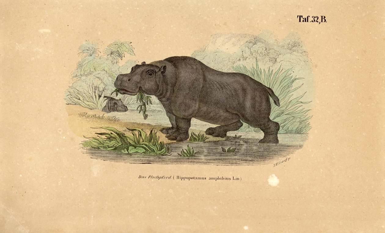 Hippopotame au bord de l