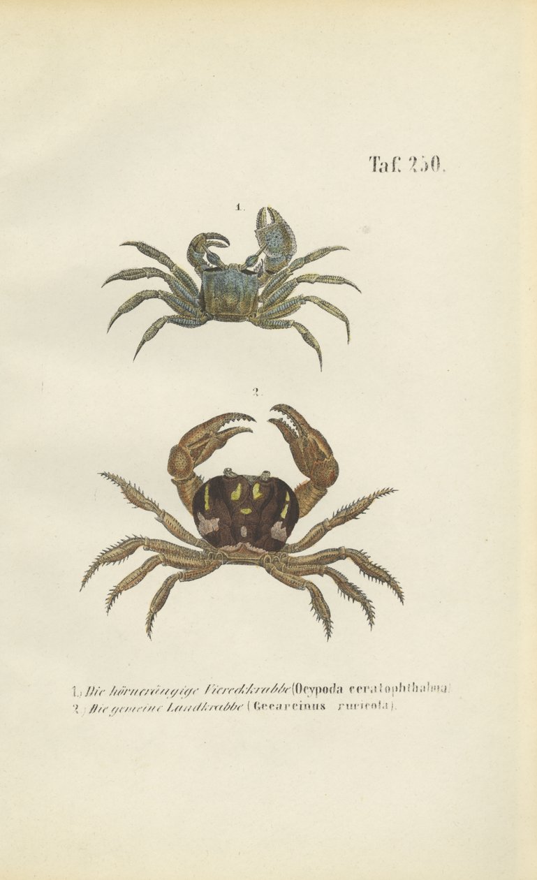 Crabe fantôme aux yeux cornés et crabe de terre - J. W. Tenhaeff