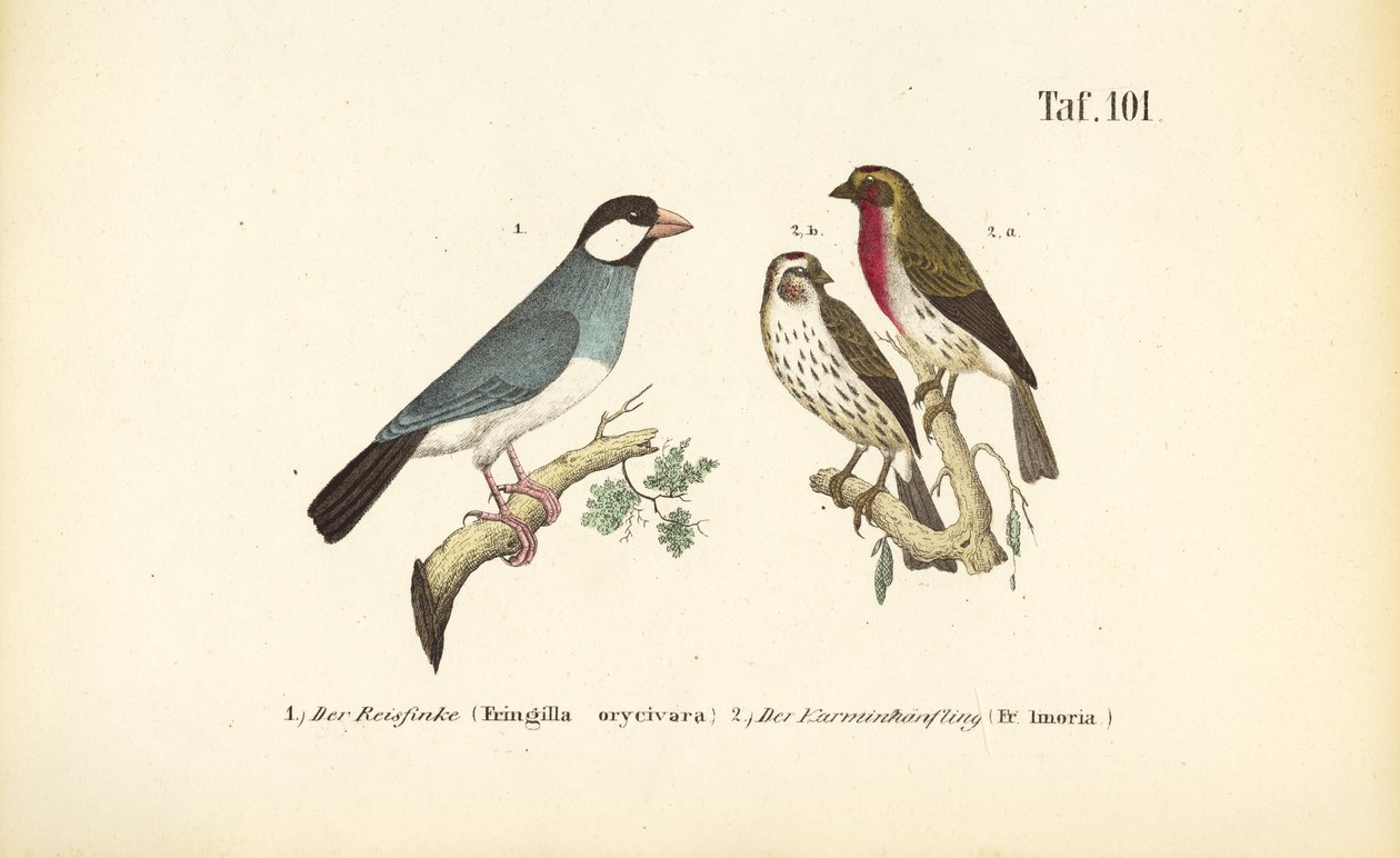 Bruant de Java et roselin commun - J. W. Tenhaeff