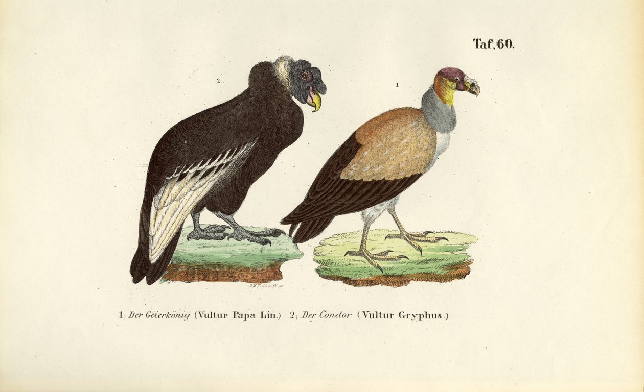 Vautour royal et condor des Andes - J. W. Tenhaeff