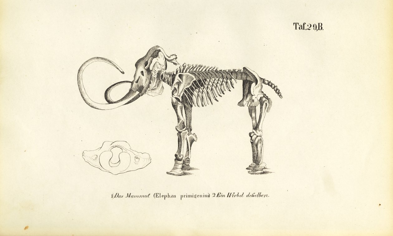 Squelette de mammouth - J. W. Tenhaeff