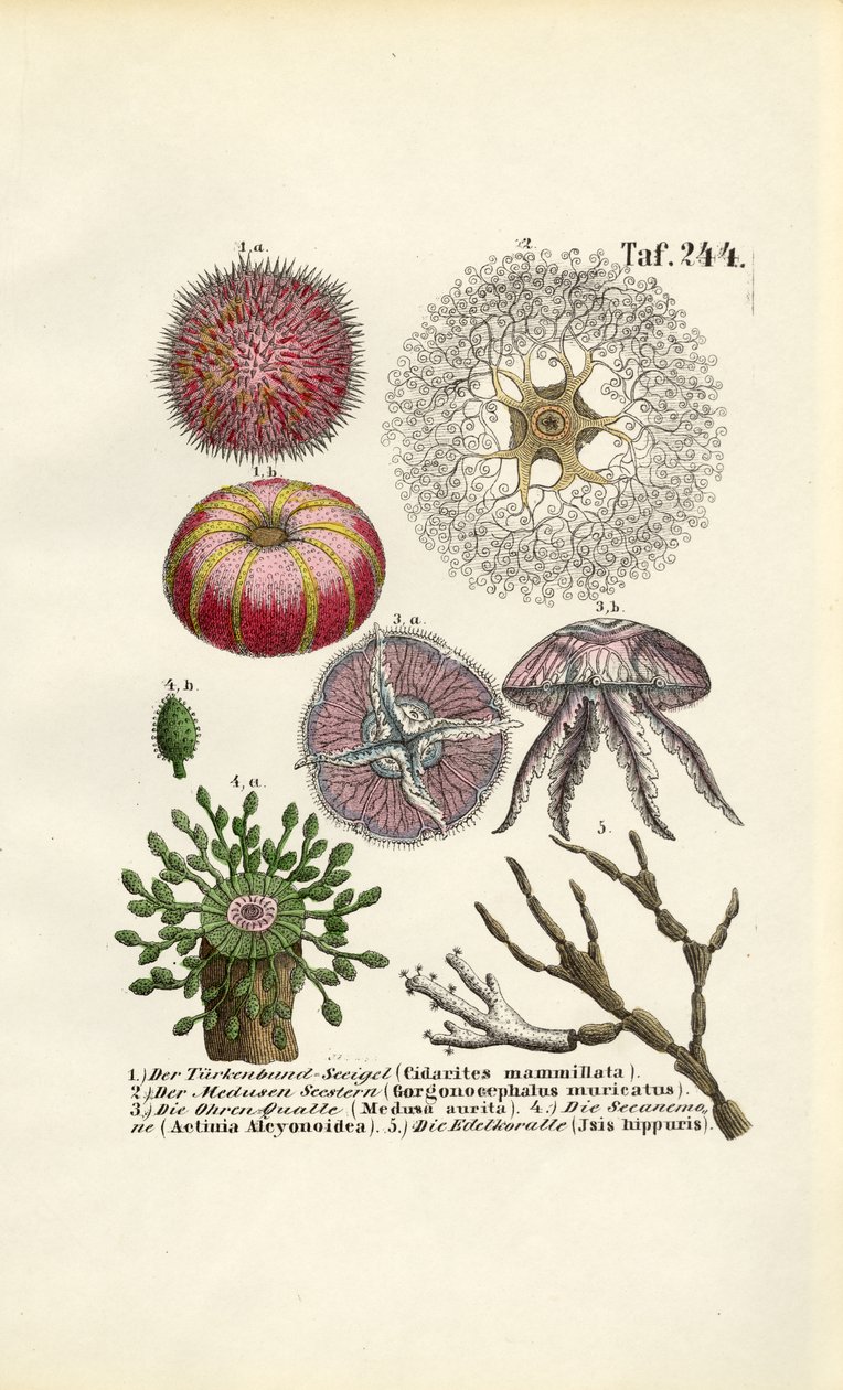 Invertébrés marins et cnidaires - J. W. Tenhaeff