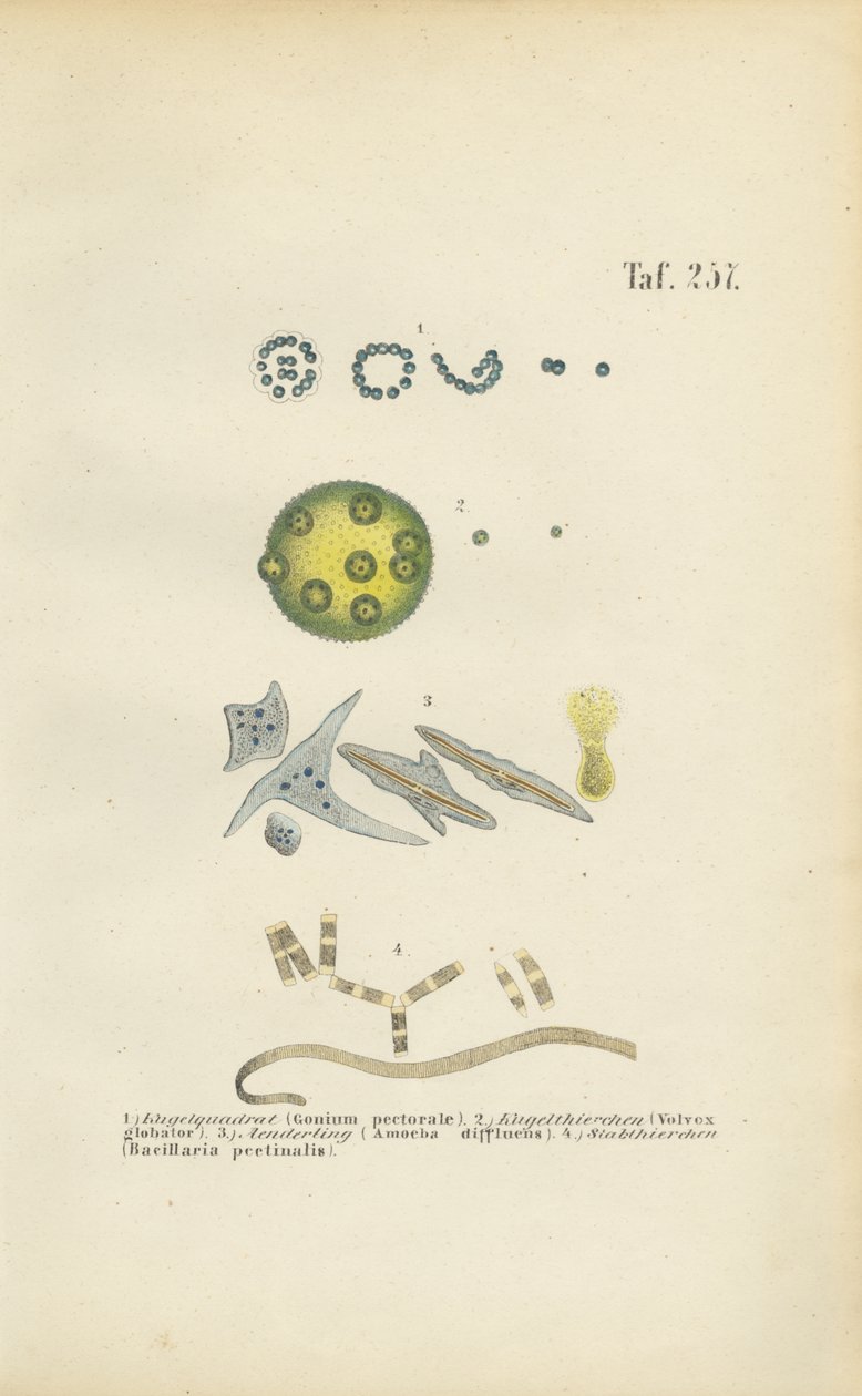 Micro-organismes : Gonium, Volvox et autres organismes unicellulaires - J. W. Tenhaeff