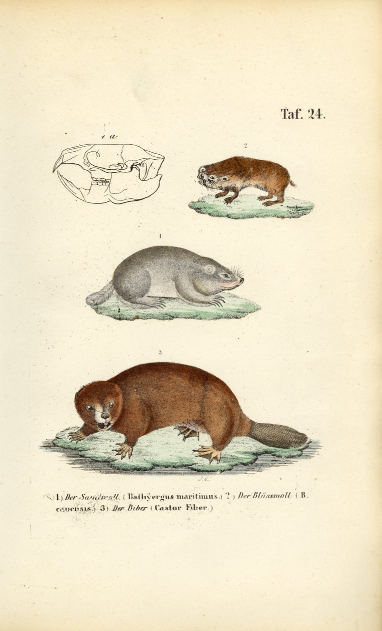 Les taupes et les castors - J. W. Tenhaeff