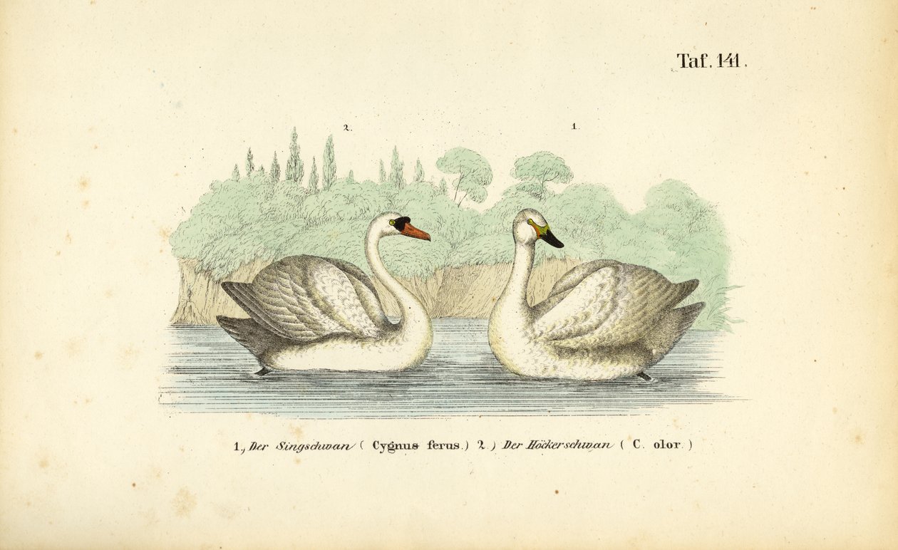 Cygne tuberculé et cygne chanteur - J. W. Tenhaeff