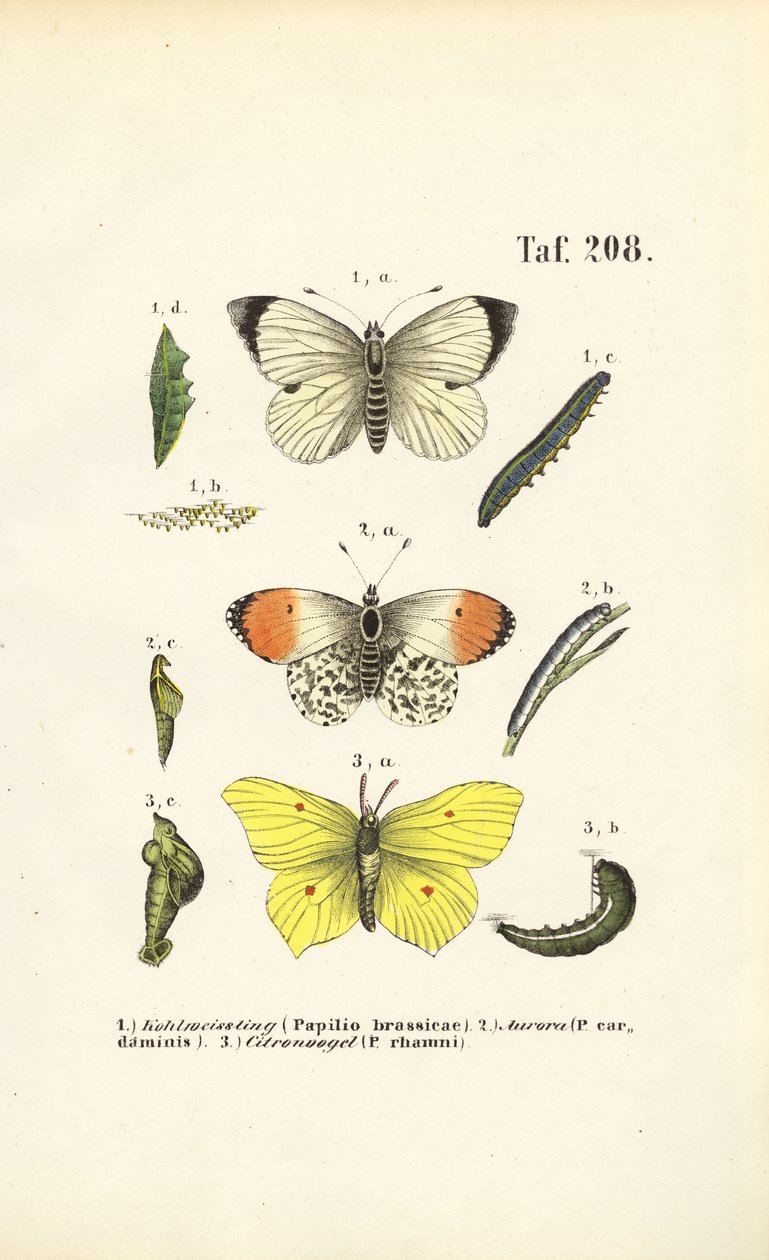 Papillons indigènes avec leurs stades de développement - J. W. Tenhaeff