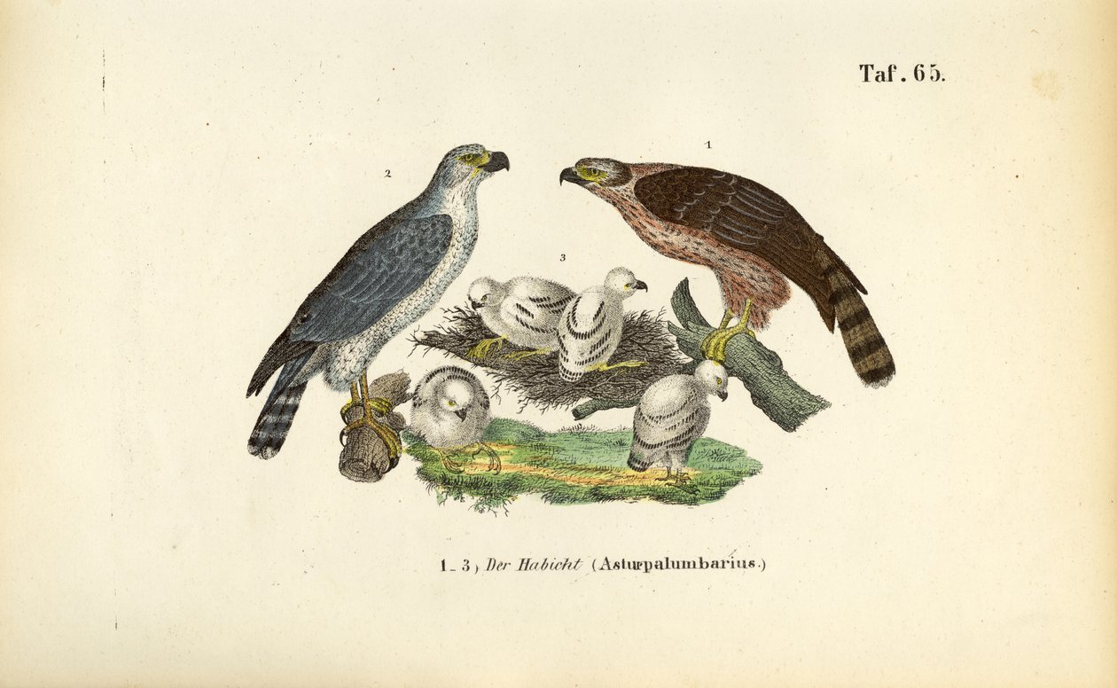 Autour des palombes avec des jeunes au nid - J. W. Tenhaeff