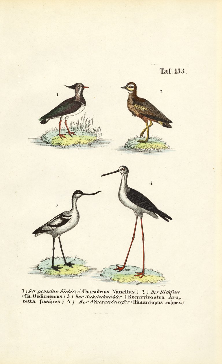 Vanneau huppé, courlis corlieu, avocette pie et échasse à ailes noires - J. W. Tenhaeff