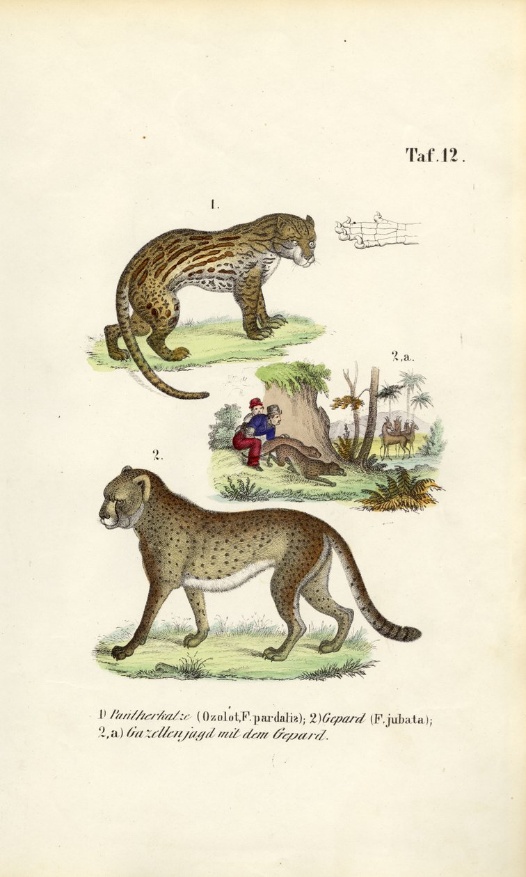 Ocelot, guépard et chasse au guépard - J. W. Tenhaeff