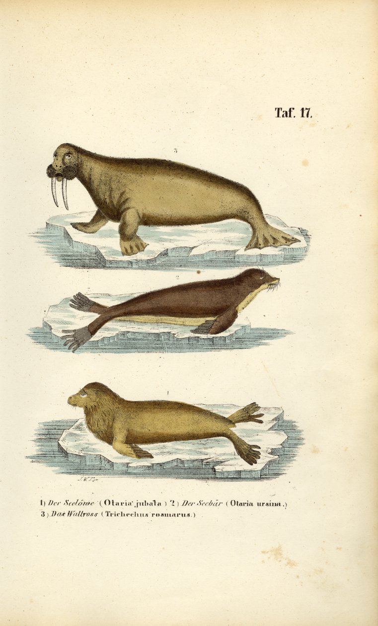 Lion de mer, otarie à fourrure et morse - J. W. Tenhaeff