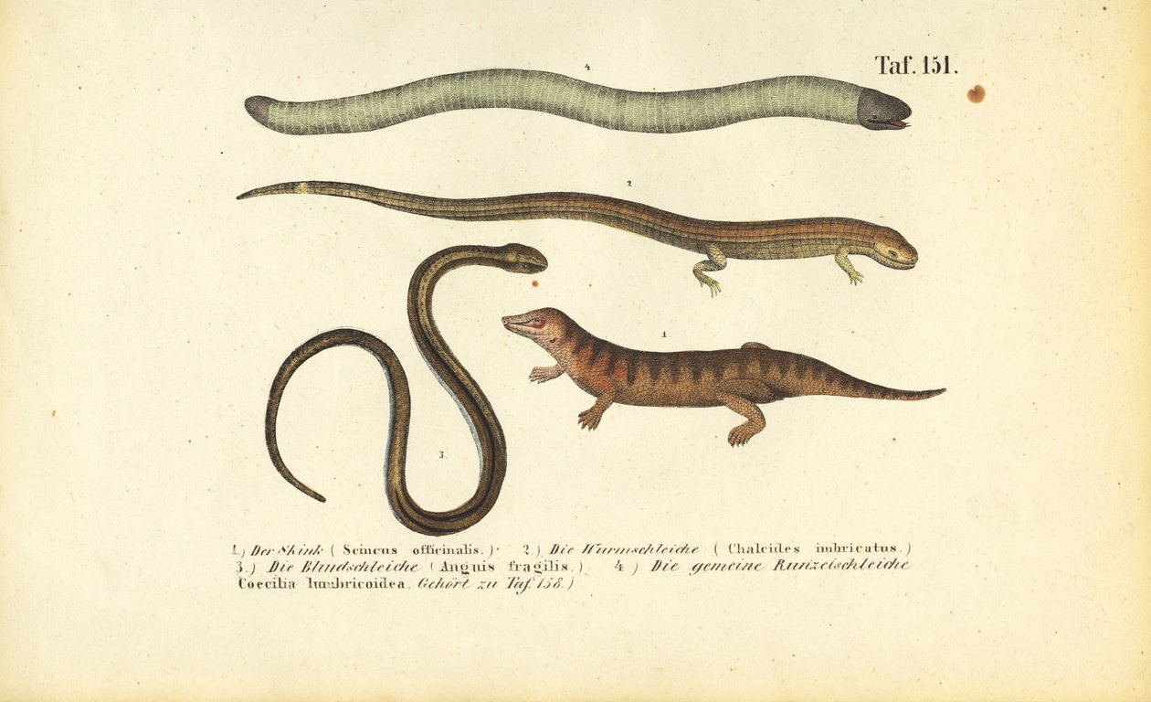 Scinque, scinque cylindrique, ver lent et caecilien - J. W. Tenhaeff