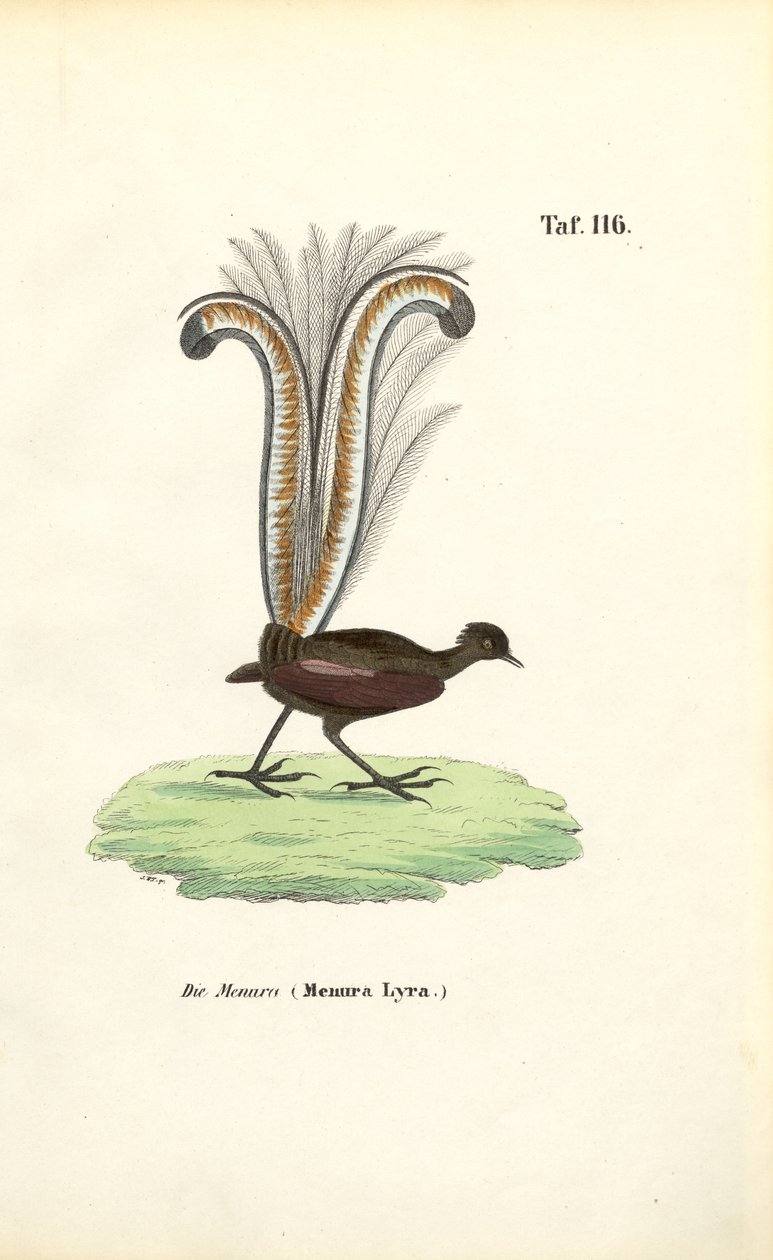 Superbe oiseau de Lyre - J. W. Tenhaeff