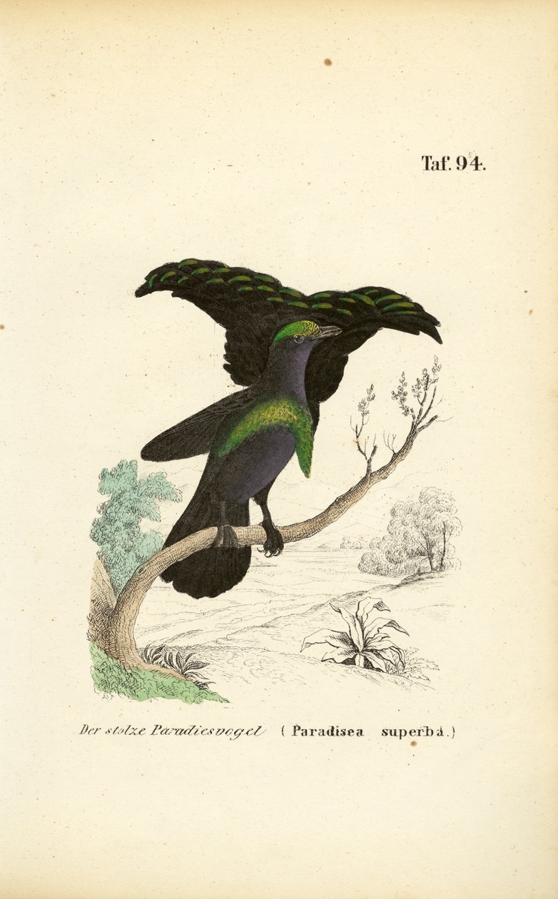 Le superbe oiseau de paradis - J. W. Tenhaeff