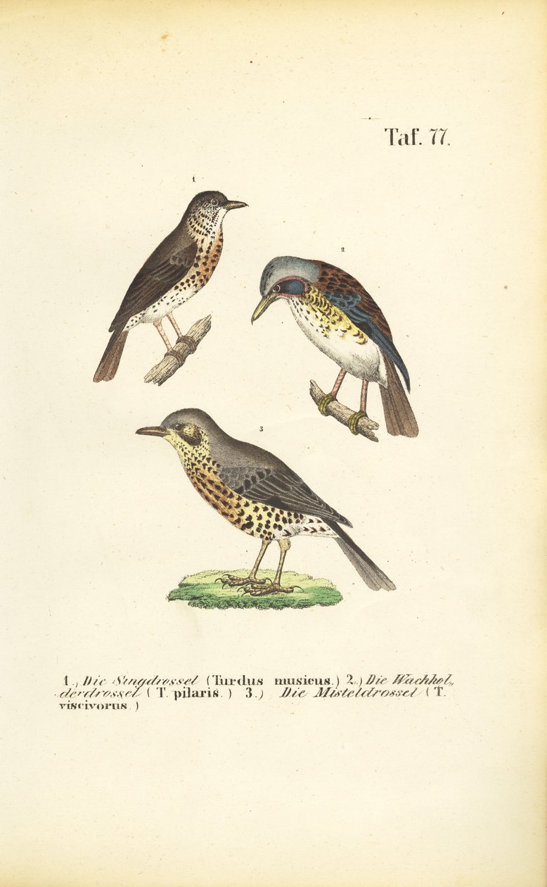 Trois espèces de grives - J. W. Tenhaeff