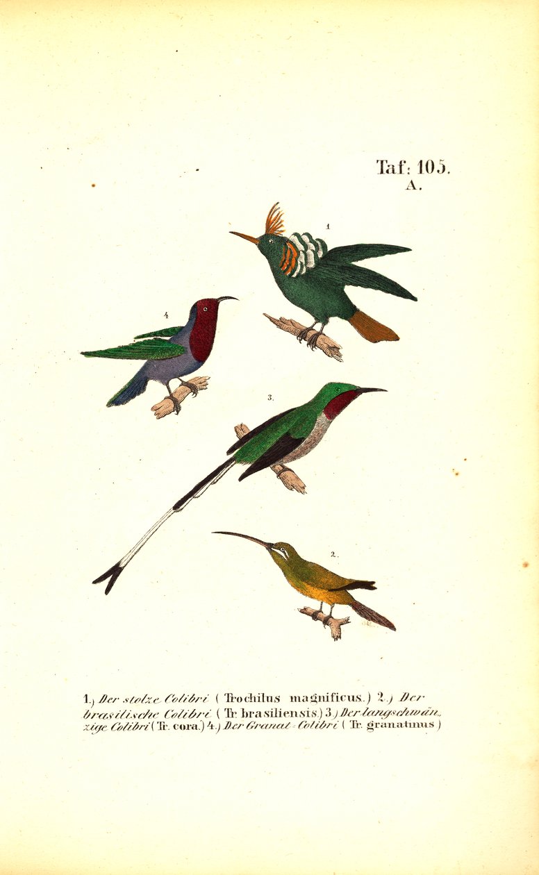 Diverses espèces de colibris - J. W. Tenhaeff