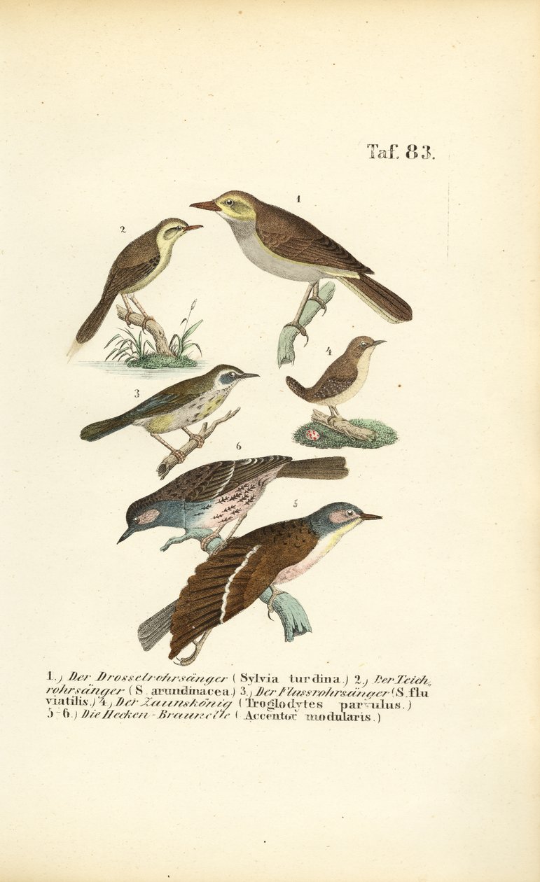 Diverses fauvettes des roseaux et bécasseaux - J. W. Tenhaeff