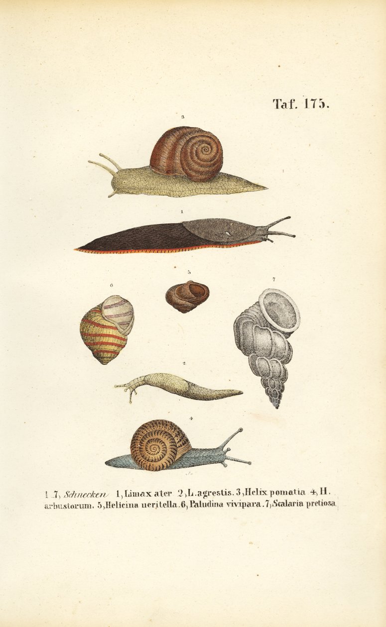 Diverses espèces d