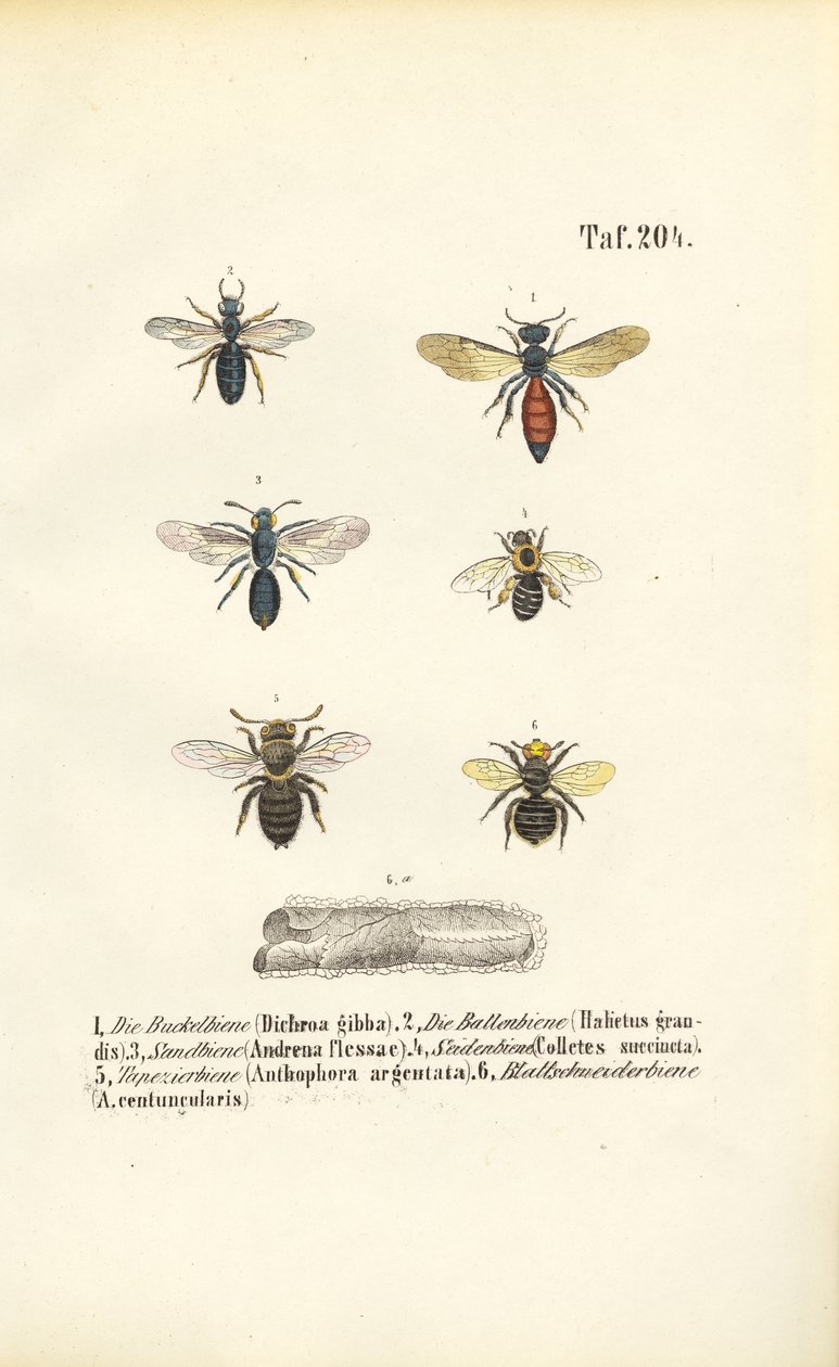 Diverses espèces d